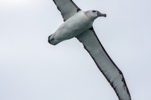 Thalassarche cauta (Albatros à cape blanche)