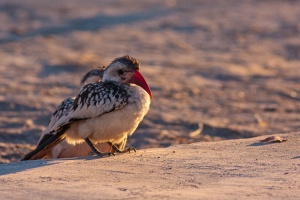 Tockus erythrorhynchus (Calao à bec rouge)