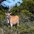 Tragelaphus oryx (Eland du Cap)