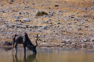 Tragelaphus strepsiceros (Grand koudou)