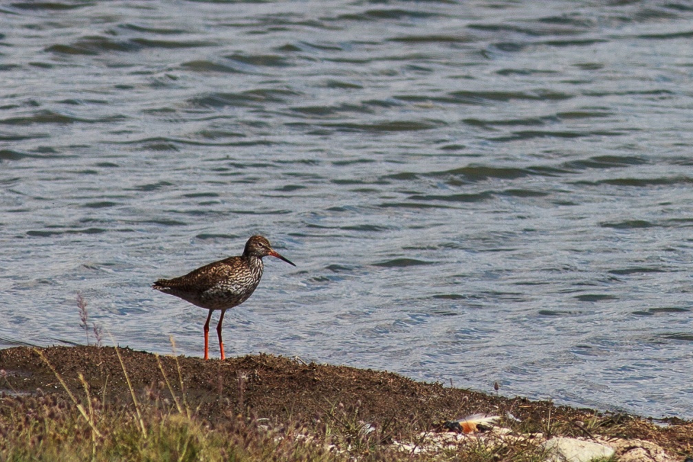 tringa-totanus-tajikistan-2E241053-2DF4-4513-A6E6-2EA0FE008ECD.jpg