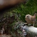Troglodytes troglodytes (Troglodyte mignon)