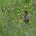 Turdus viscivorus (Grive draine)