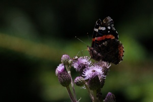 Vanessa atalanta L. (Vulcain)