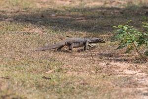 Varanus bengalensis (Varan du Bengale)