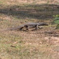 Varanus bengalensis (Varan du Bengale)