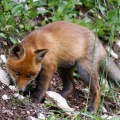 Vulpes vulpes (Renard)