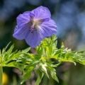 Geranium pratense L.