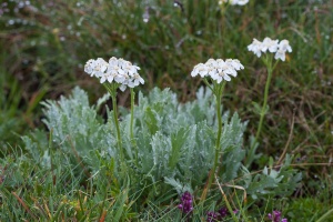 Achillea clavennae L.
