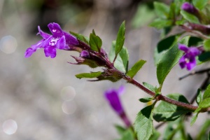 Acinos alpinus (L.) Moench