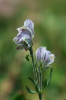 Aconitum rotundifolium Kar. & Kir.
