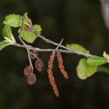 Alnus incana (L.) Moench