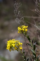 Alyssoides utriculata (L.) Medik.