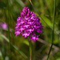 Anacamptis pyramidalis (L.) L.C.M. Richard