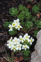 Androsace akbaitalensis Derganc ex O.Fedtsch.