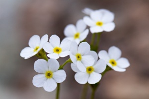Androsace obtusifolia All.