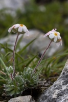 Androsace villosa L.