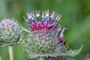 Arctium tomentosum Mill.