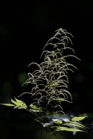 Aruncus dioicus (Walter) Fernald