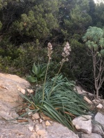 Asphodelus sp. indet