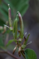 Astragalus glycyphyllos L.