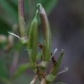 Astragalus glycyphyllos L.