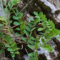 Astragalus glycyphyllos L.