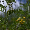 Astragalus penduliflorus Lam.