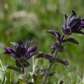 Bartsia alpina L.