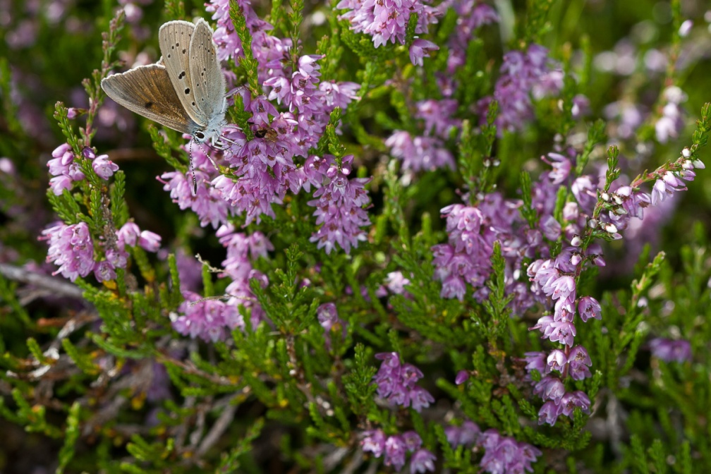 calluna-vulgaris-switzerland-4D0FBF60-4733-11DC-8E52-000A95CA2156.jpg