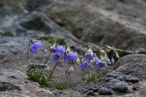 Campanula cochlearifolia Lamarck