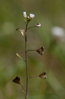 Capsella rubella Reut.