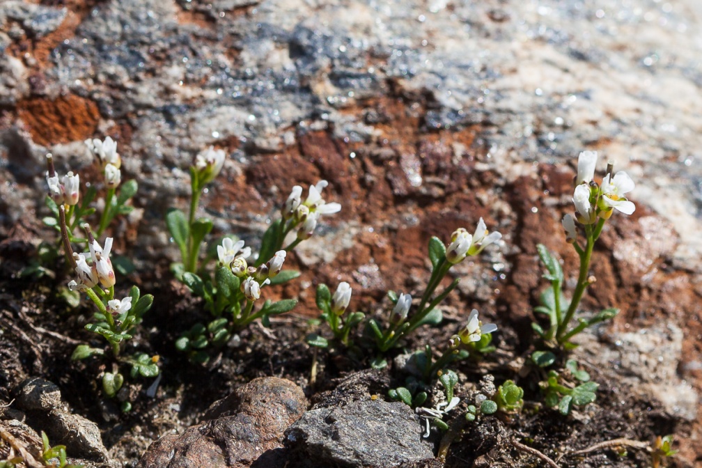 cardamine-resedifolia-austria-8D2617B6-9C73-40E4-B758-F5A4853B8DA4.jpg