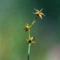 Carex echinata Murray