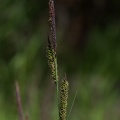 Carex elata All.