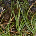 Carex foetida Allioni
