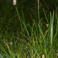 Carex montana L.