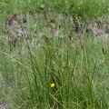Carex paniculata L.