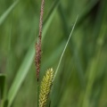 Carex vesicaria L.