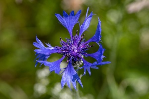 Centaurea cyanus L.