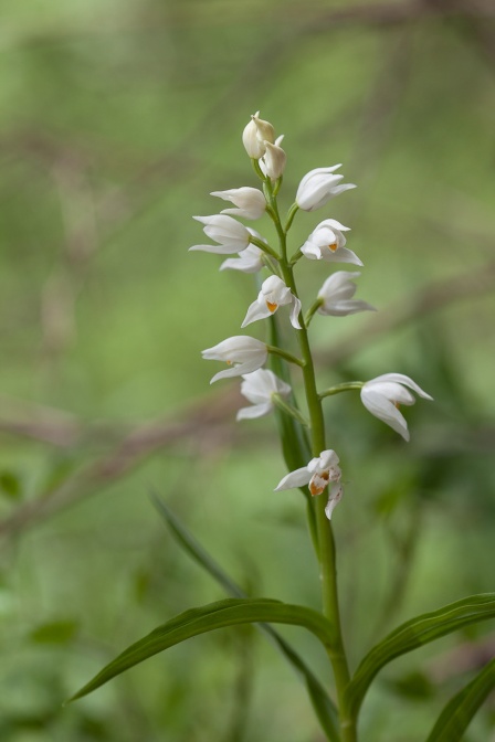 cephalanthera-longifolia-switzerland-EA806D8A-E3A2-47CD-A8F5-08E2E83C3C1A.jpg