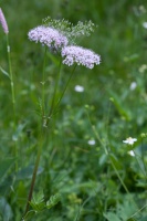 Chaerophyllum hirsutum L.