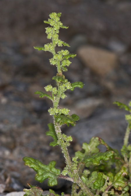 chenopodium-botrys-switzerland-F47D71FF-4CF5-11DC-8A96-000A95CA2156.jpg