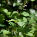 Circaea lutetiana L.