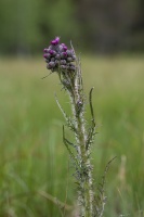 Cirsium palustre (L.) Coss. ex Scop.