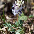 Corydalis solida (L.) Clairv.