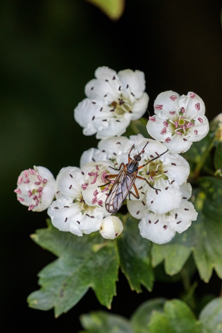 crataegus-monogyna-switzerland-5A14E183-9B1C-41F8-A631-8EEF928BEF41.jpg