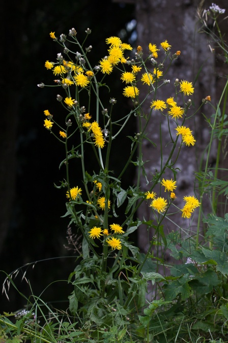crepis-biennis-switzerland-B234E688-2DB4-4917-9D86-87BEFE11CE64.jpg