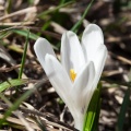 Crocus caeruleus Weston