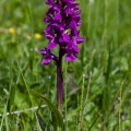 Dactylorhiza majalis (Rchb) Hunt. et Summerh.